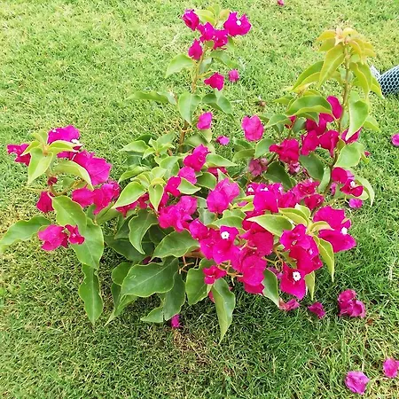 灯塔莉迪亚别墅